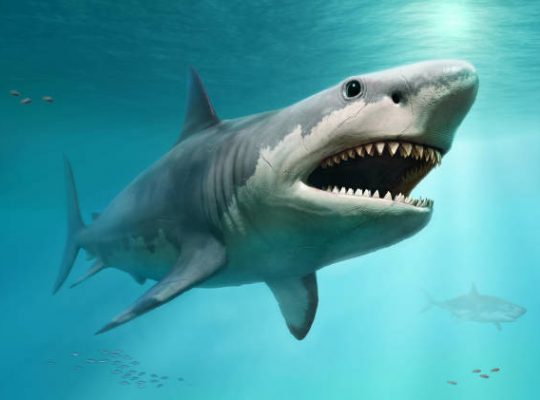 Dans quel cas se complémenter en cartilage de requin ?
